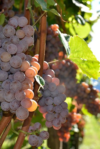 Ritterhof ritterhof_gewurztraminer-trauben.jpg